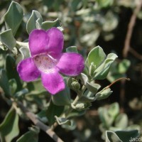 Leucophyllum frutescens (Berland.) I.M.Johnst.